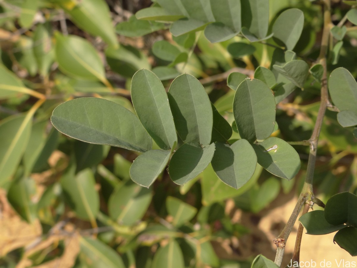 Indigofera tinctoria L.